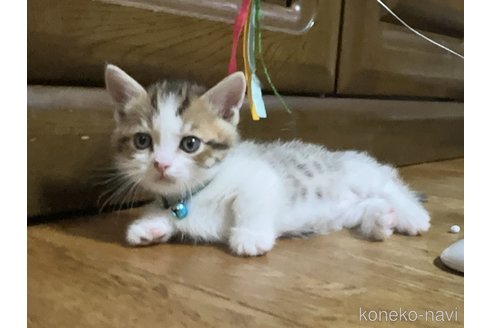 販売中の千葉県のマンチカン-115320の3枚目
